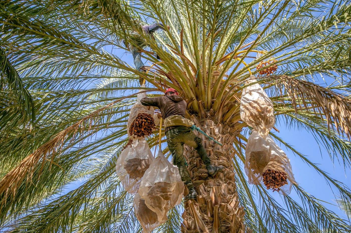 The Nutritional Benefits of Deglet Nour Dates
