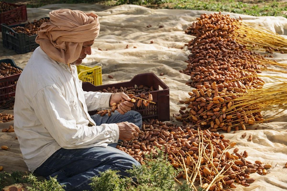 Sorting Deglet Nour dates in the oasis