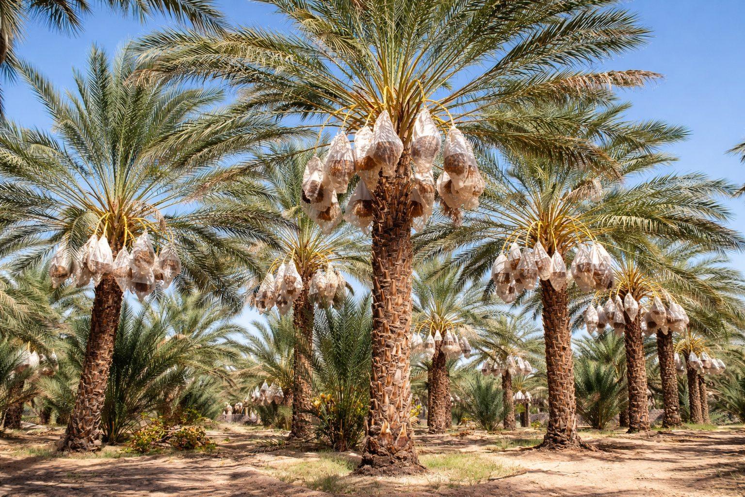 Why Tunisian Deglet Nour? The Origin of the “Date of Light”
