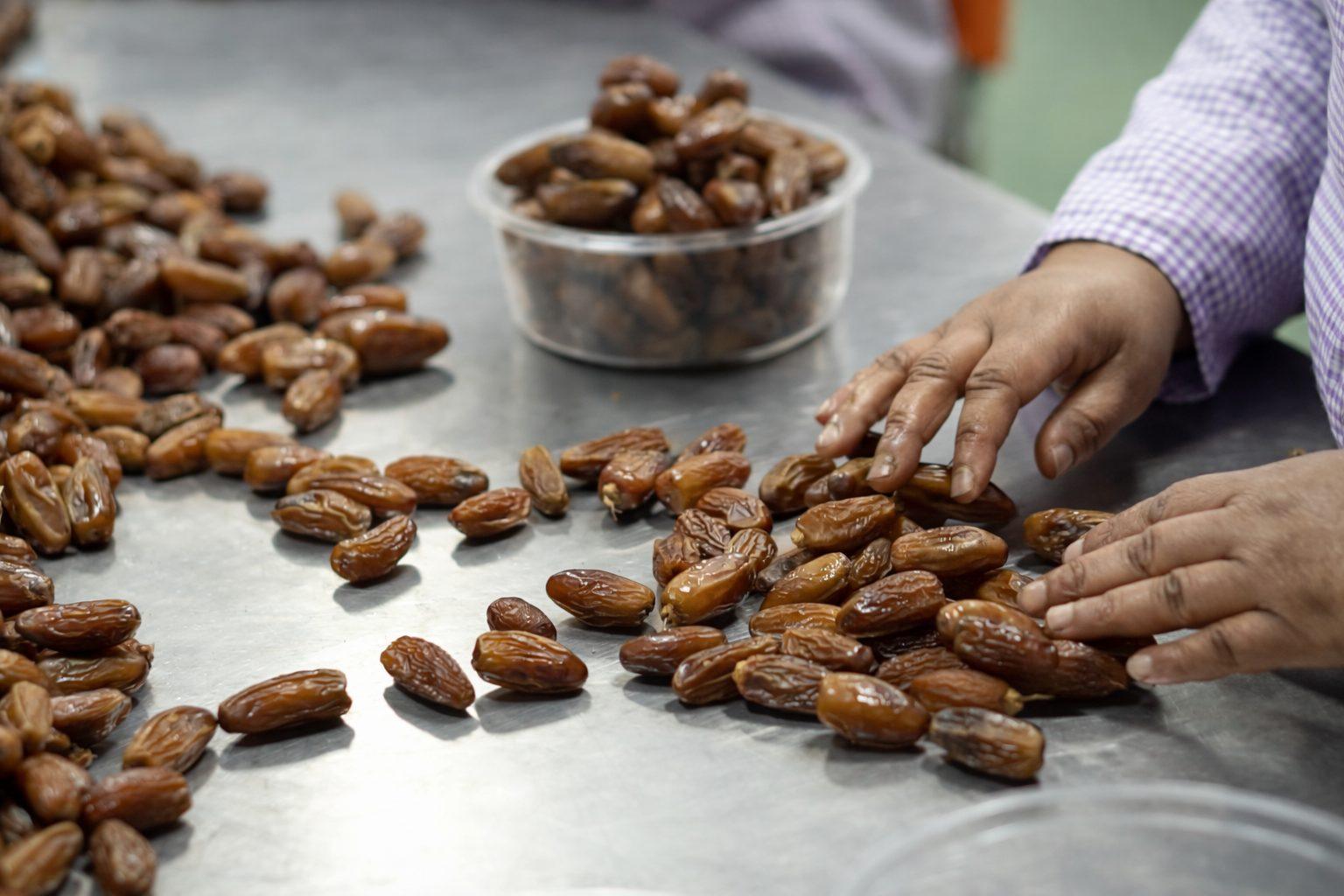 Sorting Deglet Nour dates by hand